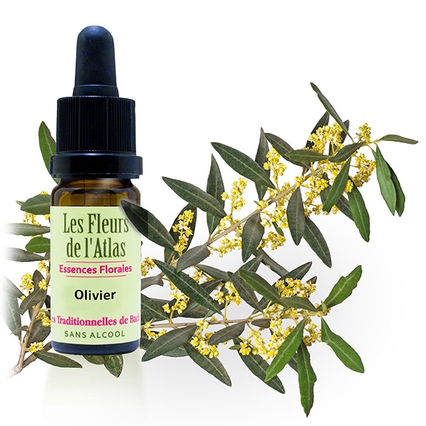 Olivier / Olive / sans alcool /  10, 30ml & 30 ml spray