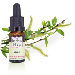 Saule/ Willow / sans alcool /  10, 30ml & 30 ml spray