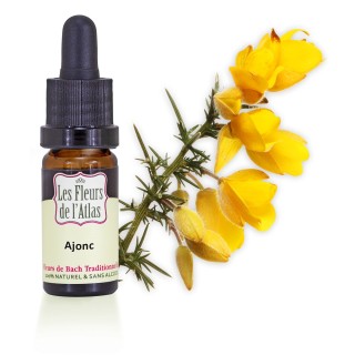 Ajonc / Gorse / sans alcool / 10, 30 ml & 30ml