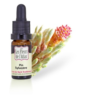 Pin Sylvestre / Pine / sans alcool /  10, 30ml & 30 ml spray