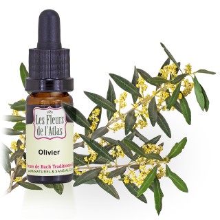 Olivier / Olive / sans alcool /  10, 30ml & 30 ml spray