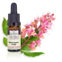 Marronnier Rouge / Red Chestnut *Confiance pour l'autre* :) Fleurs de Bach traditionnelles sans alcool