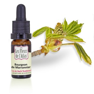 Bourgeon de marronnier / Chestnud bud / sans alcool /  10, 30ml & 30 ml spray