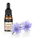 Chicorée / Chicory *Don de soi*  :)