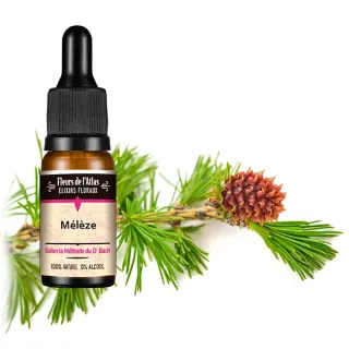 MÉLÈZE / LARCH / SANS ALCOOL