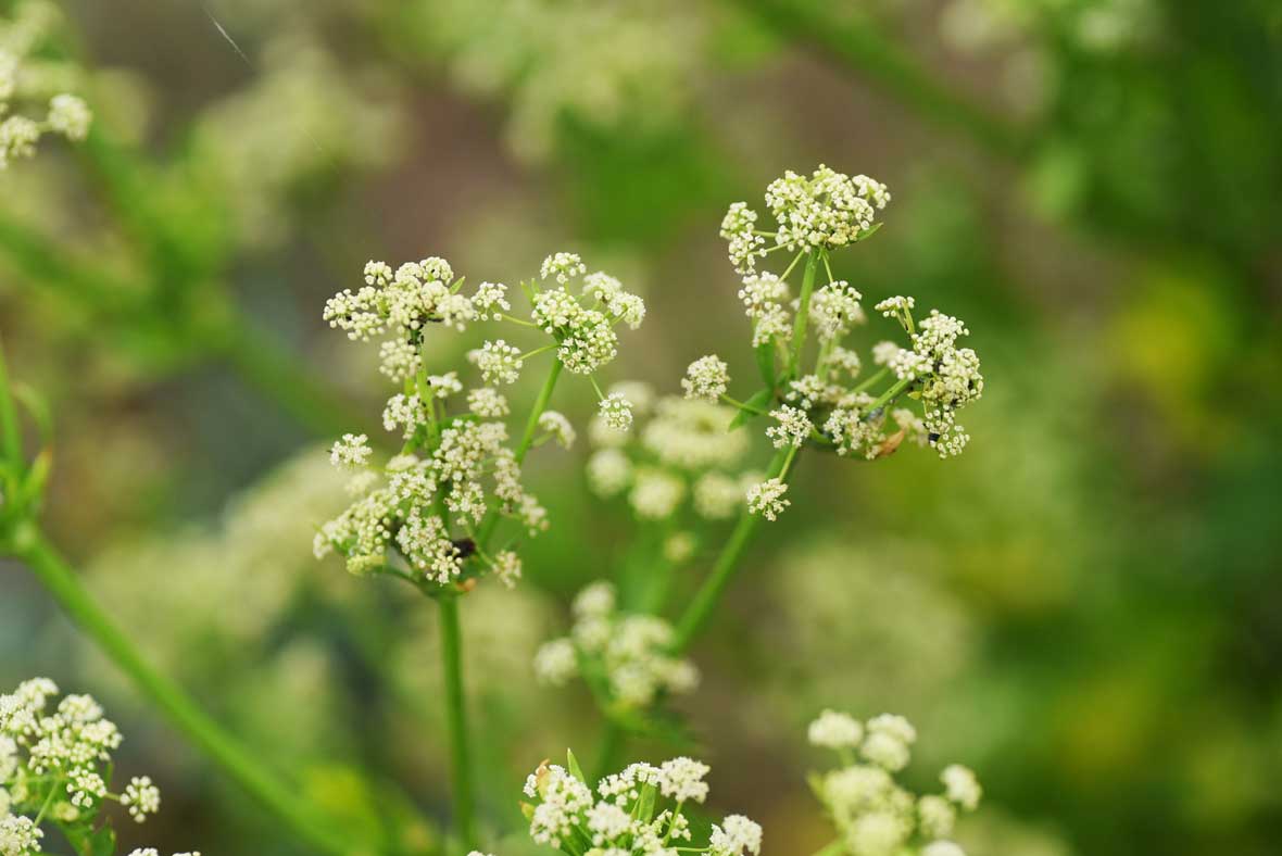 Essence Florale Perelendra - Celery - Céleri