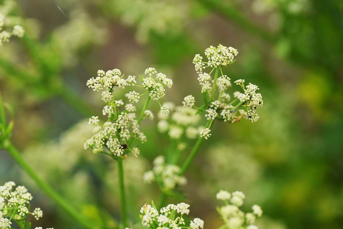 Essence Florale Perelendra - Celery - Céleri