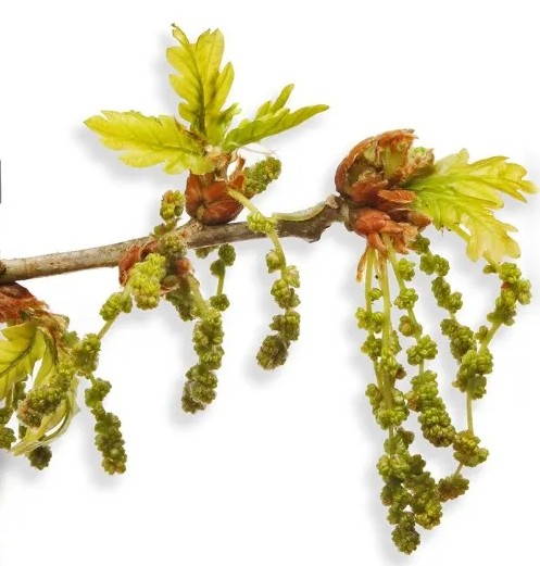Chêne - Oak
