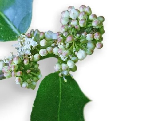 Houx - Holly