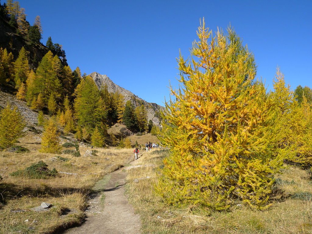 Mélèze (Larch) en automne, pour créer des élixirs de Fleurs de Bach