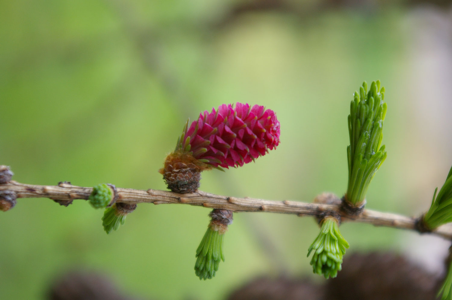 Fleur de Mélèze pour Élixir des Fleurs de Bach