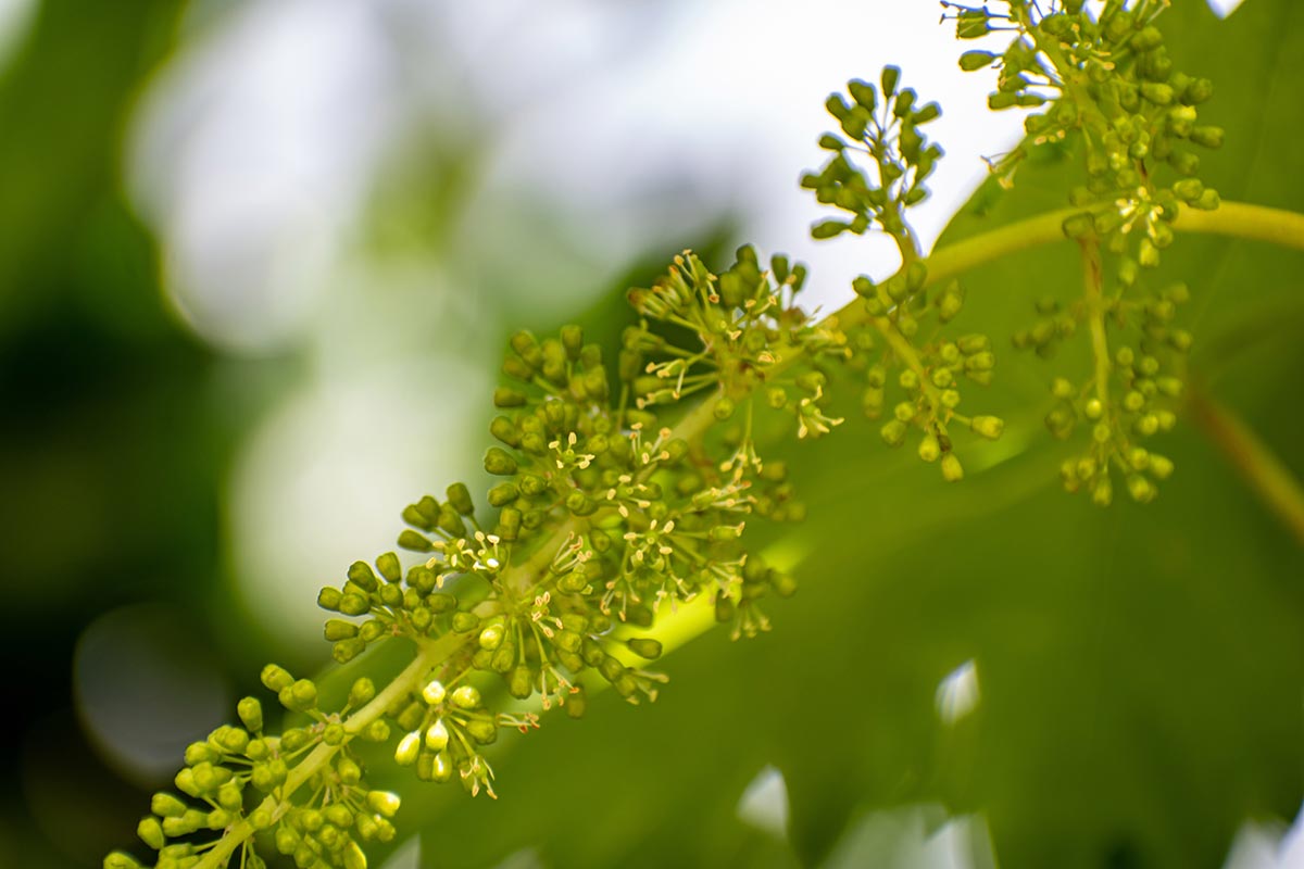 Photo fleur de vigne - Vine - Fleurs de Bach