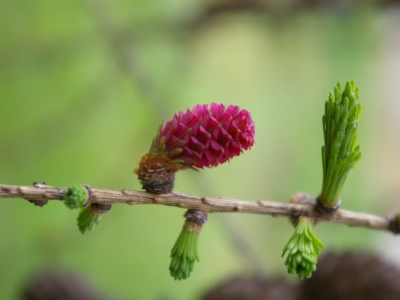 MÉLÈZE / LARCH Élixir des Fleurs de l'Atlas® (Fleurs de Bach® sans alcool)