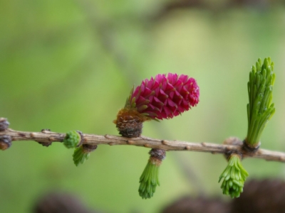 MÉLÈZE / LARCH Élixir des Fleurs de l'Atlas® (Fleurs de Bach® sans alcool)